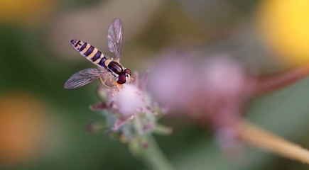 Schwebfliege