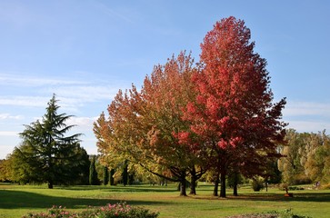 Arbres aux couleurs de l'automne.