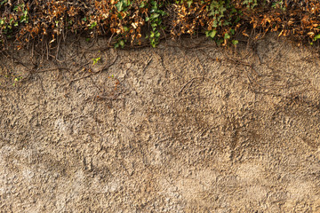 Green and yellow vine crawling on the beige concrete wall texture