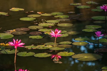 Lotus flowers in Banteay Srei temple in Angkor, Cambodia