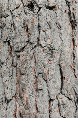 tree texture