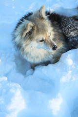 Obraz premium Beautiful pretty pet in a park in a forest in winter after a snowfall. Snowy landscape with a small dog. Christmas and New Year picture for design