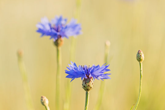 blue Cornflower (Centaurea cyanus) flowers on a background of beautiful evening light. wildflower Cornflower (Centaurea cyanus), macro, selective focus