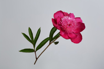 Dark pink peony flower isolated on gray background.