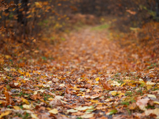Autumn forest road wrapped in dry leaves