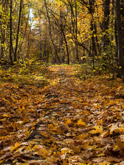 Autumn forest landscape. The sun hits the leaves lying on the ground. Carpet of leaves . Beauty of autumn