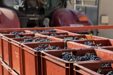 wine harvest