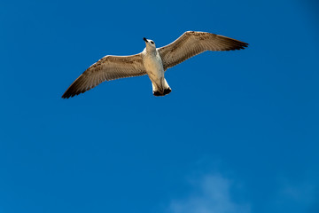 Flying gray seagull against the background the blue sky.