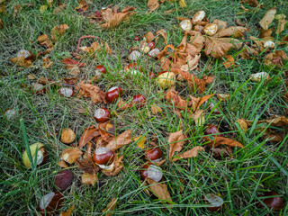 Kastanien liegen im Gras