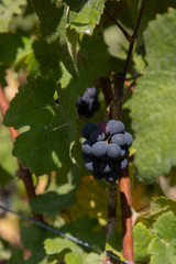 red grapes on the vine