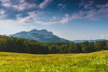 meadow with flowers