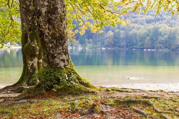 Old tree by the Bohinj lake, Slovenia
