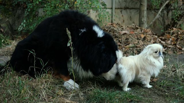 Big black dog Bernese Mountain Dog with interest sniffs and licks under the tail of small white pekingese dog. Close-up.
