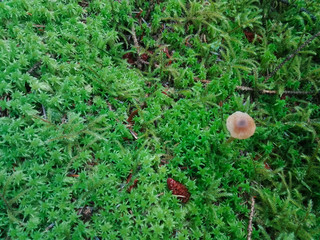 Tiny mushroom growing in the moss in the forest.