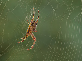 Gartenkreuzspinne, Araneus diadematus, mit deutlich sichtbarem Netz und Textfreiraum rechts