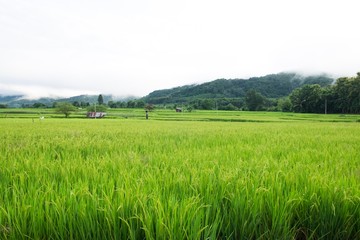 green rice field and blue sky