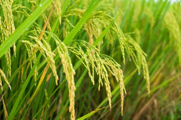 closed up of filed rice under warn light