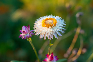 Obraz premium Small garden flower