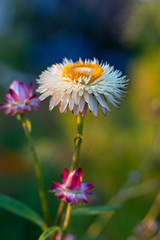Obraz premium Garden small flower