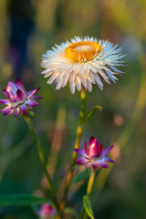 Obraz premium Garden flower