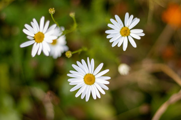Obraz premium Three daisies 