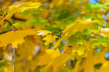 Yellow-green leaves maple. Horizontal background.