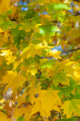 Yellow-green leaves maple. Bright autumn time.