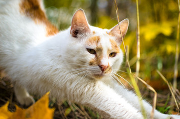 Naklejka premium Cat stretches close photo on grass background