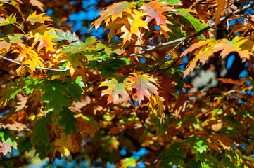 Autumn background bright yellow leaves close-up.