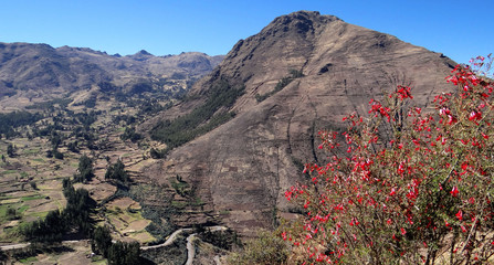 Cantua buxifolia, la cantuta, arbuste à fleurs du Pérou