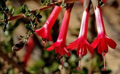 Cantua buxifolia, la cantuta, arbuste à fleurs du Pérou