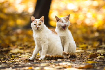 Fototapeta premium One cat yawns next to another on an autumn background with orange leaves