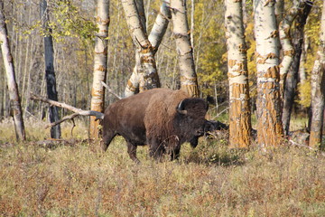 Bison Coming Out Of The Forest, Elk Island National Park, Alberta