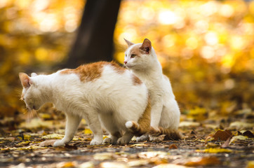 The cat leaves the cat on an autumn background