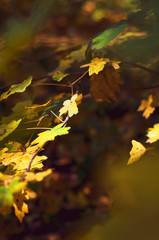 Bright yellow leaves maple. Vertical background.