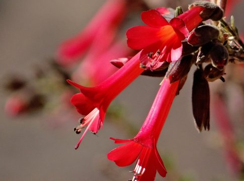 Cantua buxifolia, la cantuta, arbuste à fleurs du Pérou