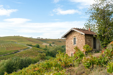 Fototapeta na wymiar The little house in famous vineyard of Fleurie in Beaujolais