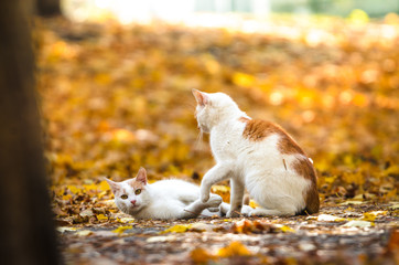 Two cats fight in autumn leaves on a bright orange background