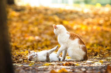 Two cats fight in autumn leaves on a bright orange background