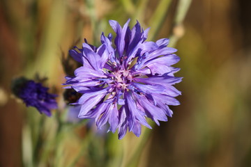 Kornblume im Herbst