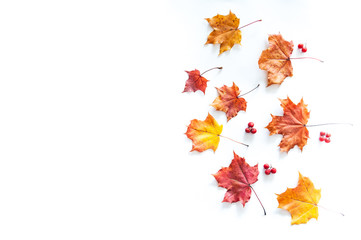 Autumn leaves on a white background, maple leaves and rowan berries, flat lay, space for text