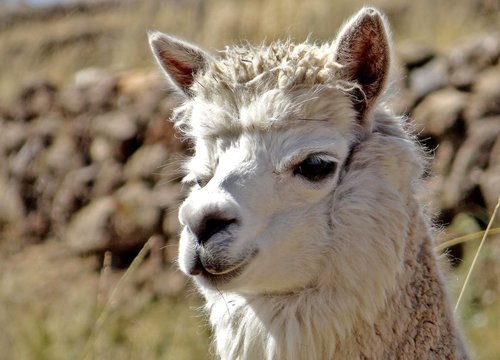 Lamas dans le Nevado Ausangate, montagne de la cordillère de Vilcanota dans les Andes, au Pérou