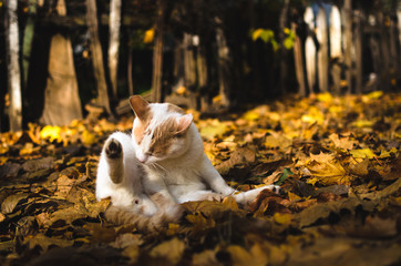 Fototapeta premium The cat washes in a heap of autumn leaves on a background of a wooden fence