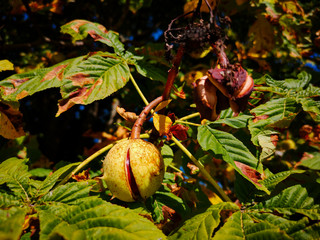 Rosskastanie im Herbst