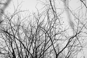 Bare scary branches of autumn-winter trees. Graphic black and white background