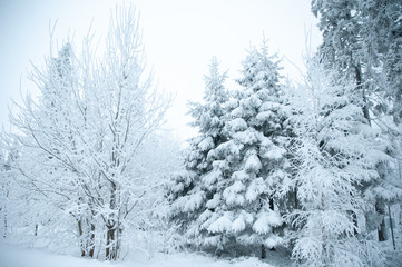 Fototapeta na wymiar Fabulous winter landscape, trees in the snow, cold, snowy winter