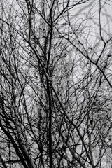 Bare scary branches of autumn-winter trees. Graphic black and white background