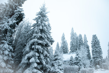 Beautiful winter forest and snow-covered house. Firs and pines in the snow, landscape