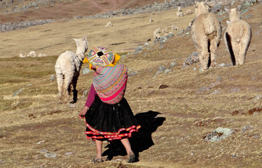 Lamas dans le Nevado Ausangate, montagne de la cordillère de Vilcanota dans les Andes, au Pérou