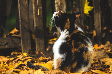Calico cat sits on autumn leaves and itches background of wooden fence